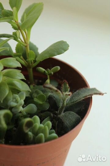 Мини садики суккулентов