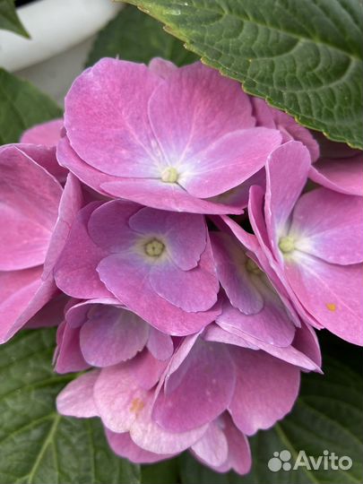 Гортензия крупнолистная ремонтантная