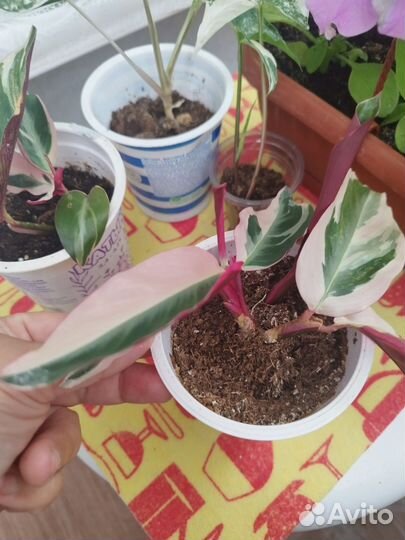 Строманта триколор