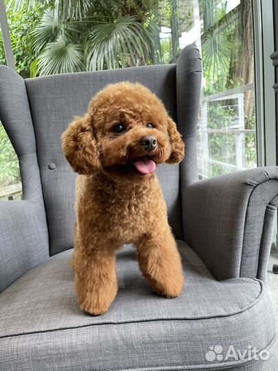 Мальтипу мини f2 для вязки Цена договорная