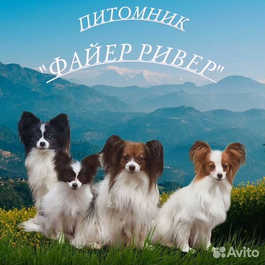 Щенки папийона
