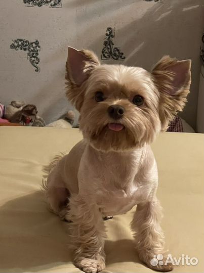 Кобель вязка йорка-голдаст (очень редкого окраса)