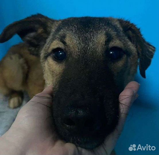 Маленькая Фокси и большие надежды обрести семью