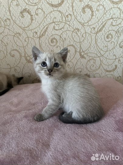 Тайские котята