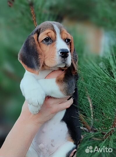 Щенки бигль