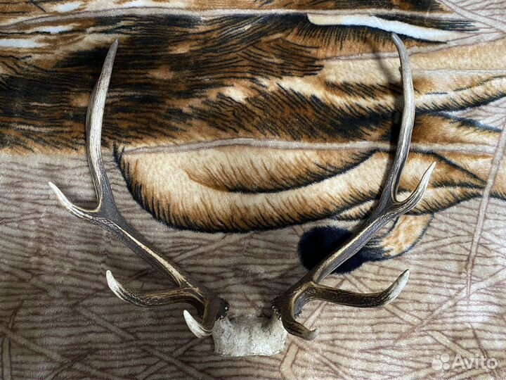 Продам рога марала