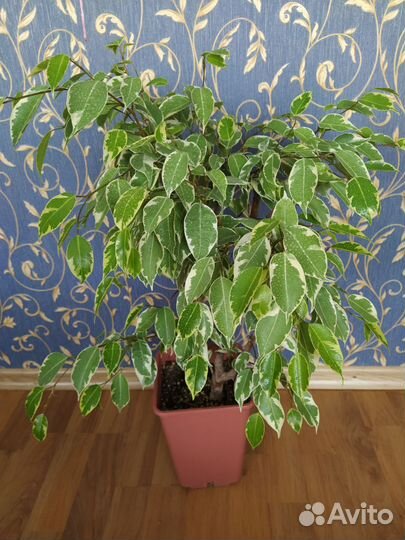 Фикус Бенджамина Бафт