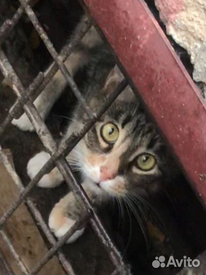 Спасите жизни кошечек