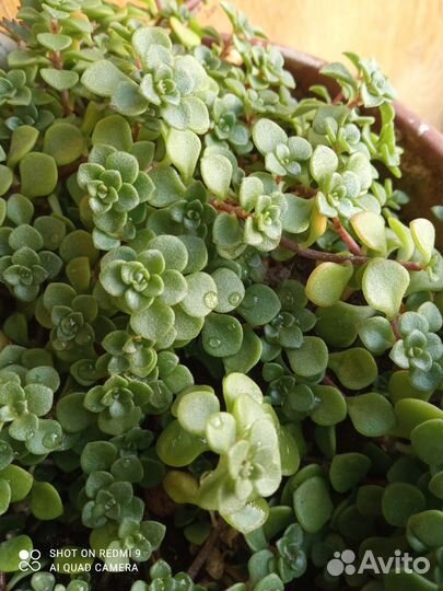 Коллизии обычная, голд, Солейролия, традесканции