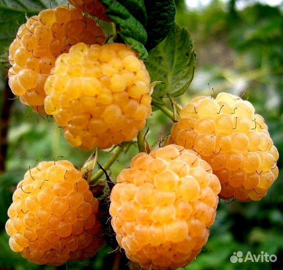 Саженцы ремонтантной малины