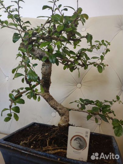 Бонсай цветущий Кармона