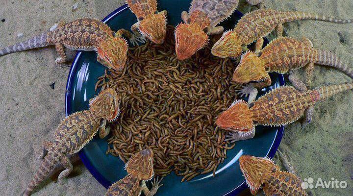 Мучной червь