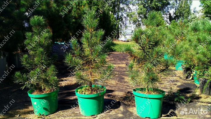 Саженцы сибирского кедра