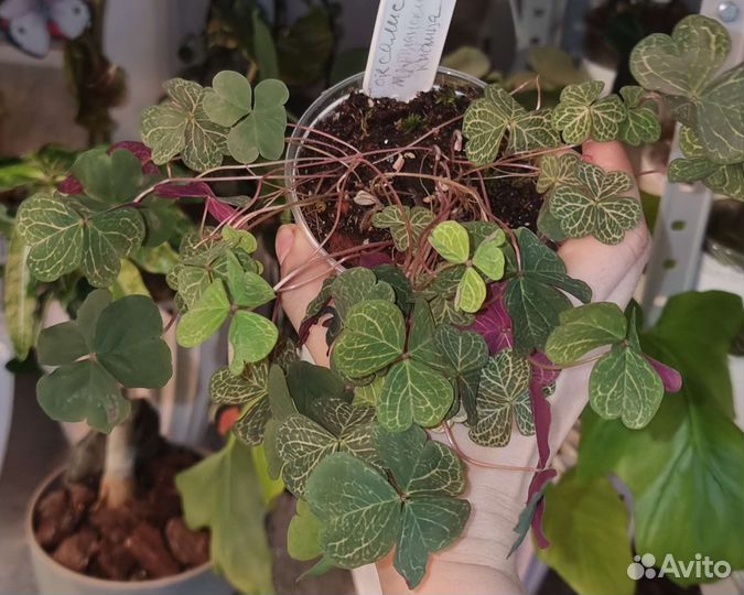 Сукуленты филодендроны сингониумы монстеры