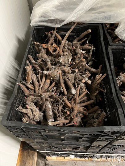 Корни Пион (Бельгия)