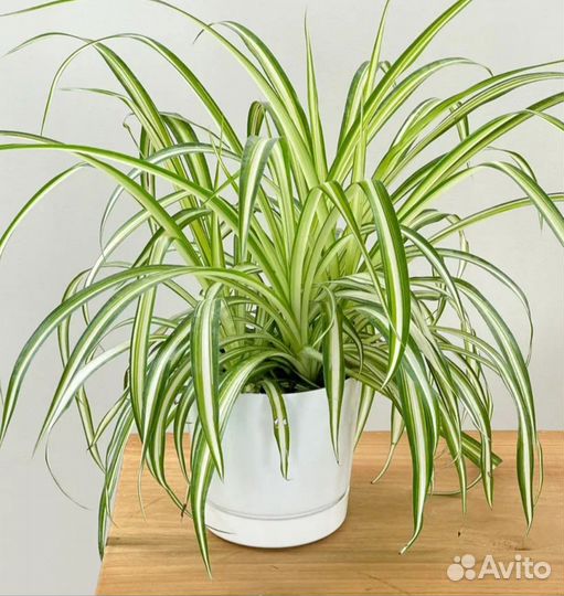 Хлорофитум