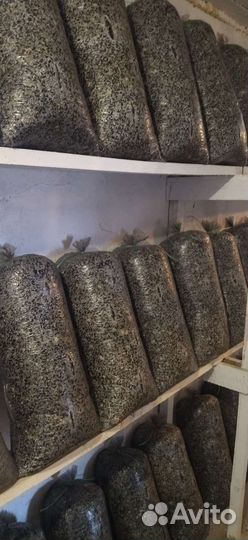 Грибные блоки вешенка