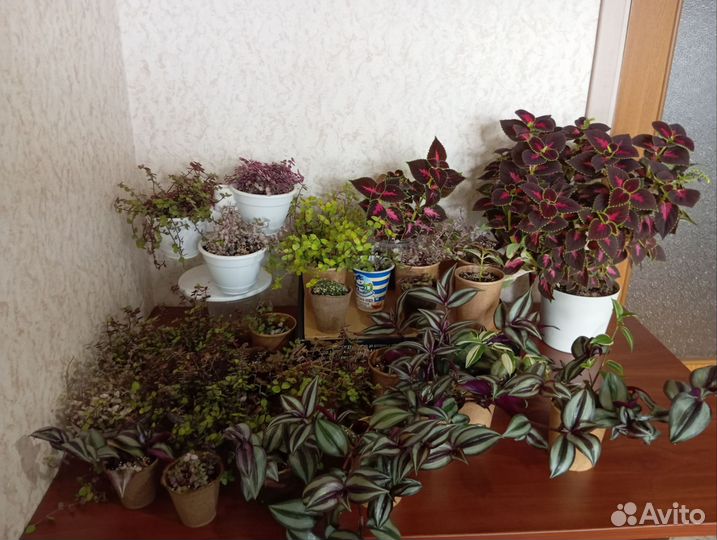 Комнатные цветы коллизия колеус зебрина