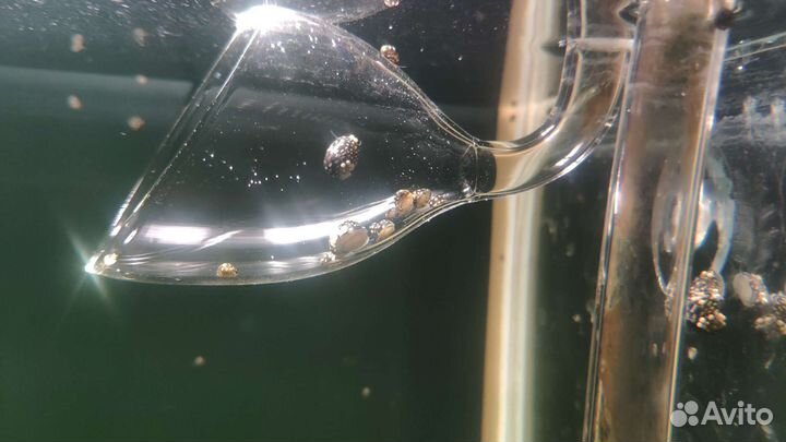 Теодоксусы