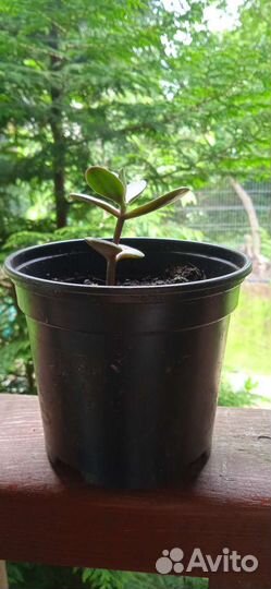 Денежное дерево (толстянка)