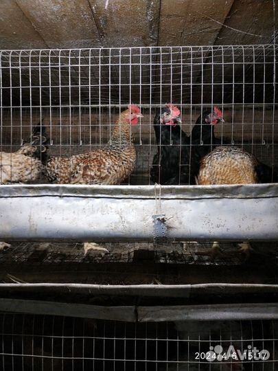 Молодые петухи