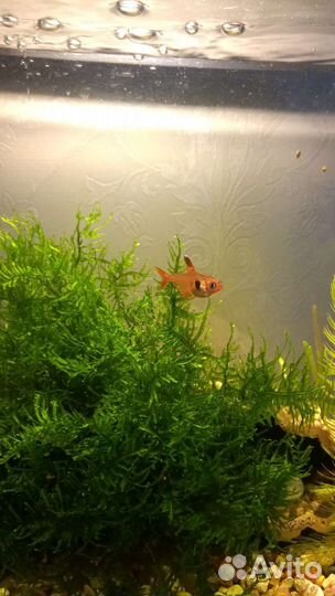 Аквариумный мох, водоросли, улитки, рыбки