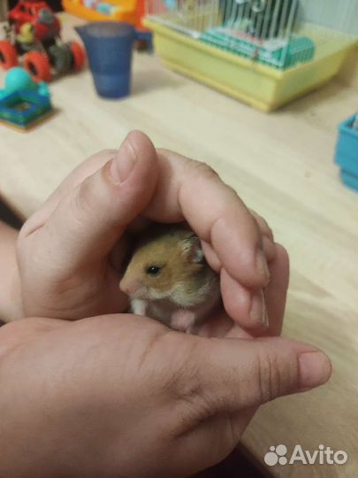 Серийские хомяки