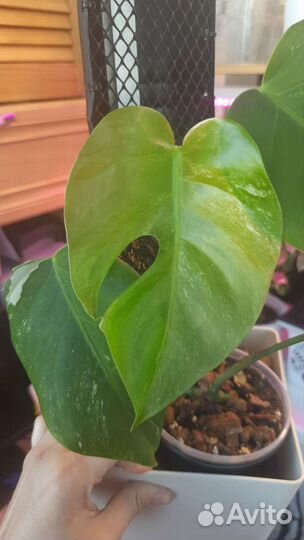 Монстера альба