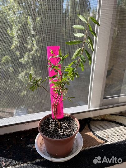 Гранат комнатный