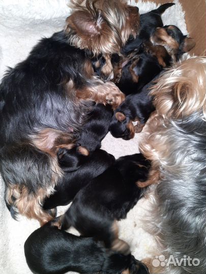 Йоркширский терьер