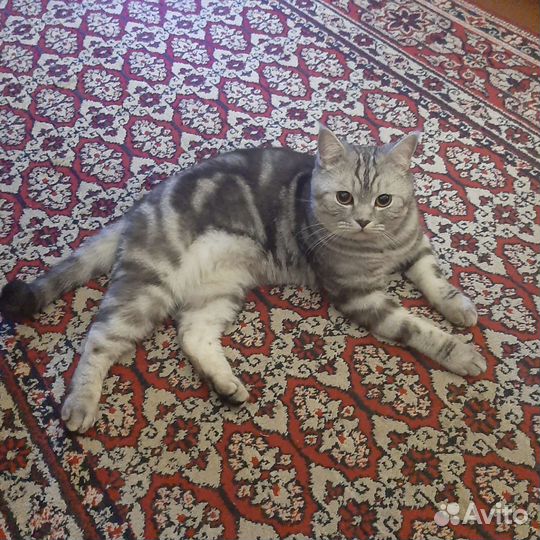 Британский кот