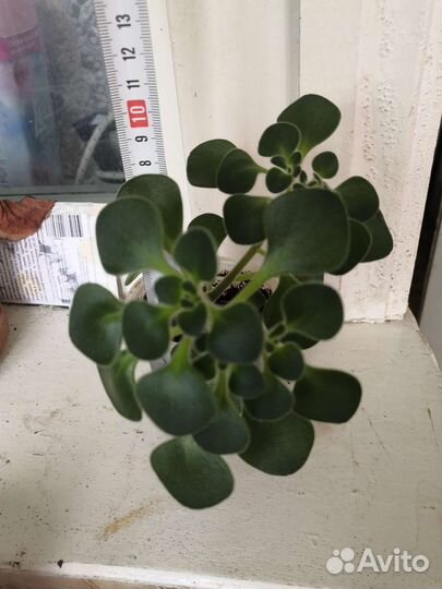 Аихризон (Дерево любви)