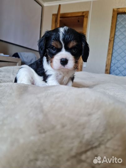 Кавалер кинг чарльз спаниель