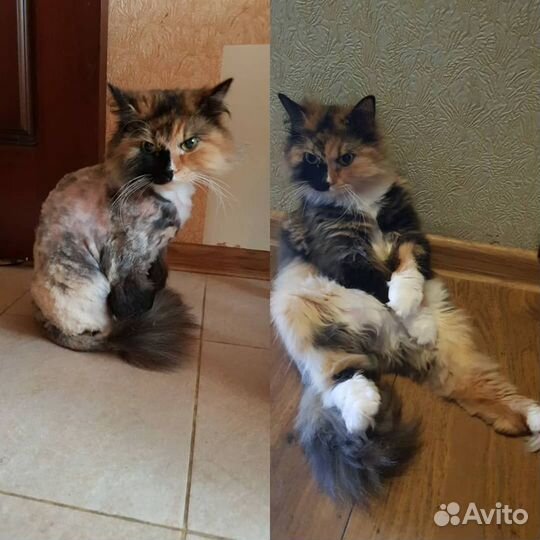 Стрижка кошек и котов без наркоза