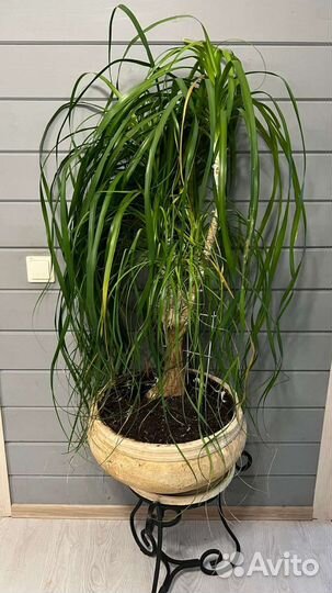 Бокарнея нолина (Слоновья нога)