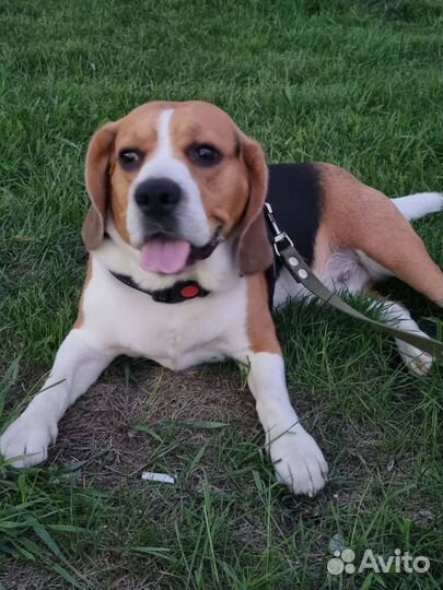 Бигль вязка