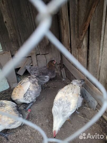 Куры молодки