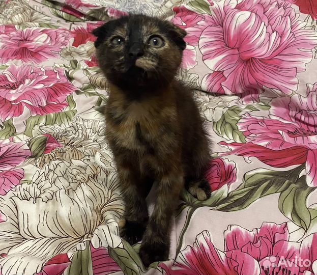 Котята в добрые руки даром