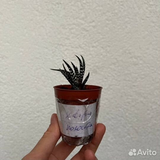 Хавортия полосатая