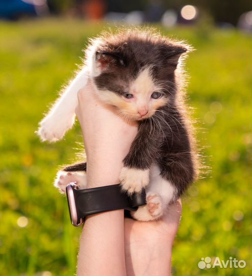 Котята в добрые руки приучены к лотку