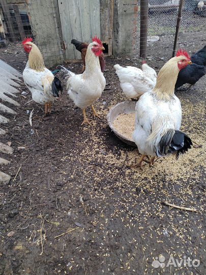 Молодые петухи