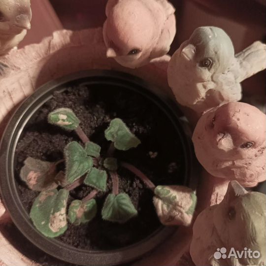 Комнатные цветы