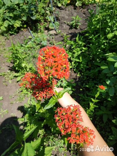 Многолетники Вербейник Энотера Лихнис