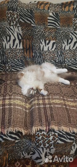 Домашние животные котята