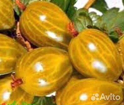 Саженцы плодовых деоевьев