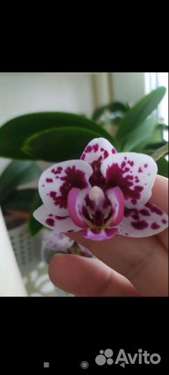Орхидея фаленопсис