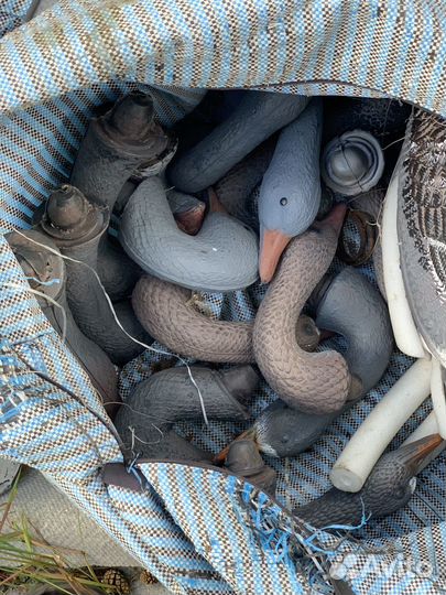 Чучела гусей