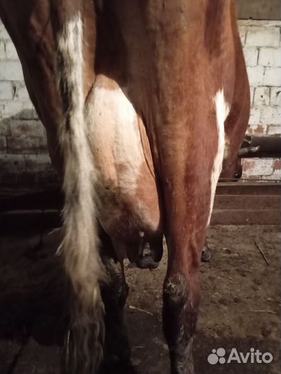 Коровы стельные, дойные, нетели, телки и телята