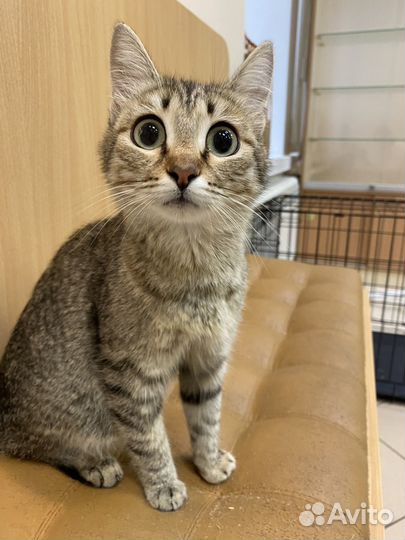 Кошки в добрые руки