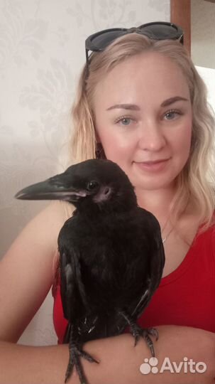 Слеток грача